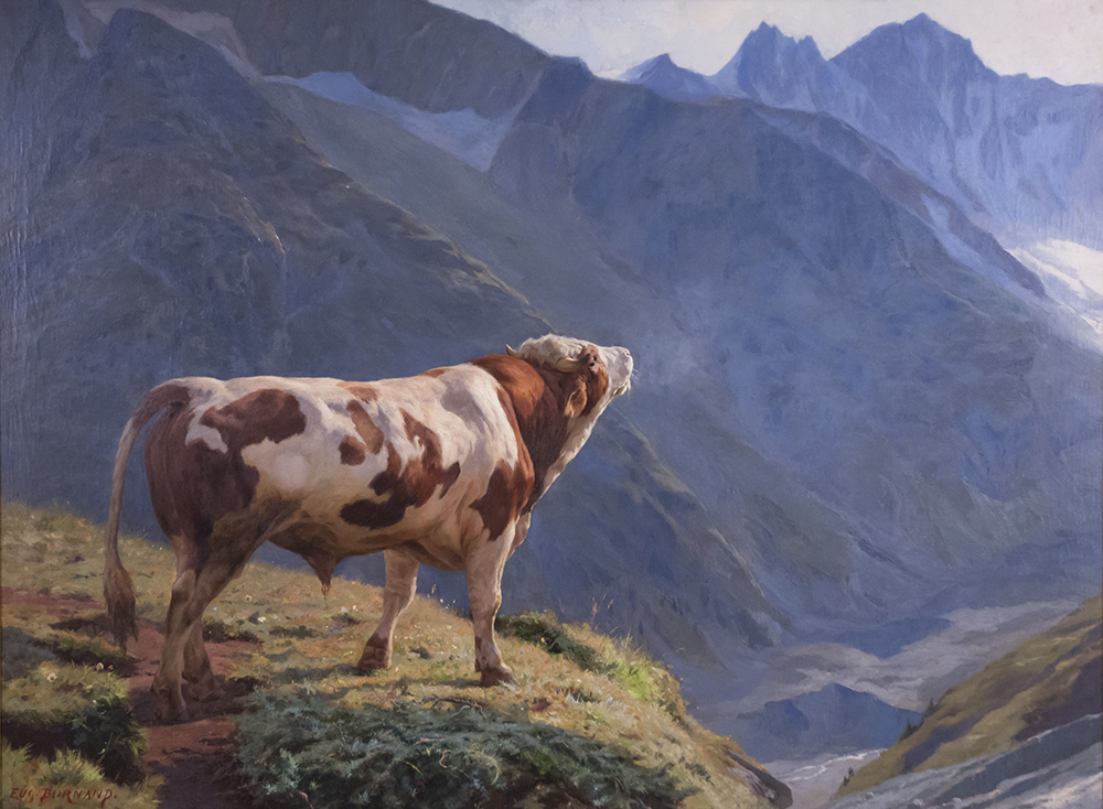 picture of Bull in the Alps